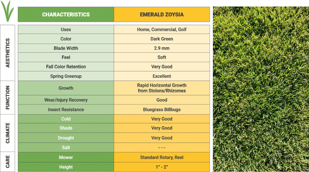 Emerald Zoysia Grass Sodmasters
