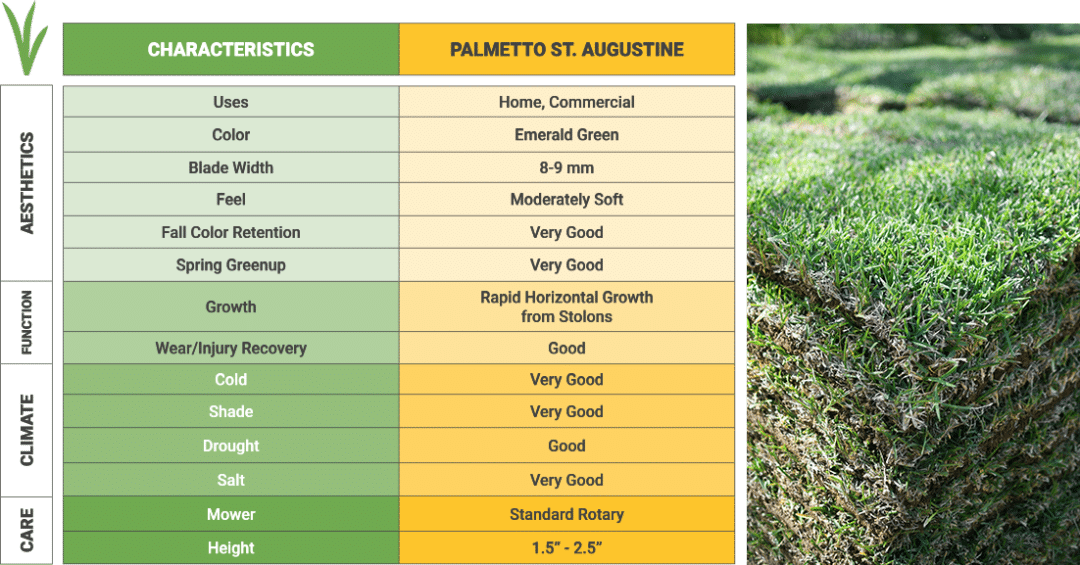 Palmetto St. Augustine Grass - Sodmasters