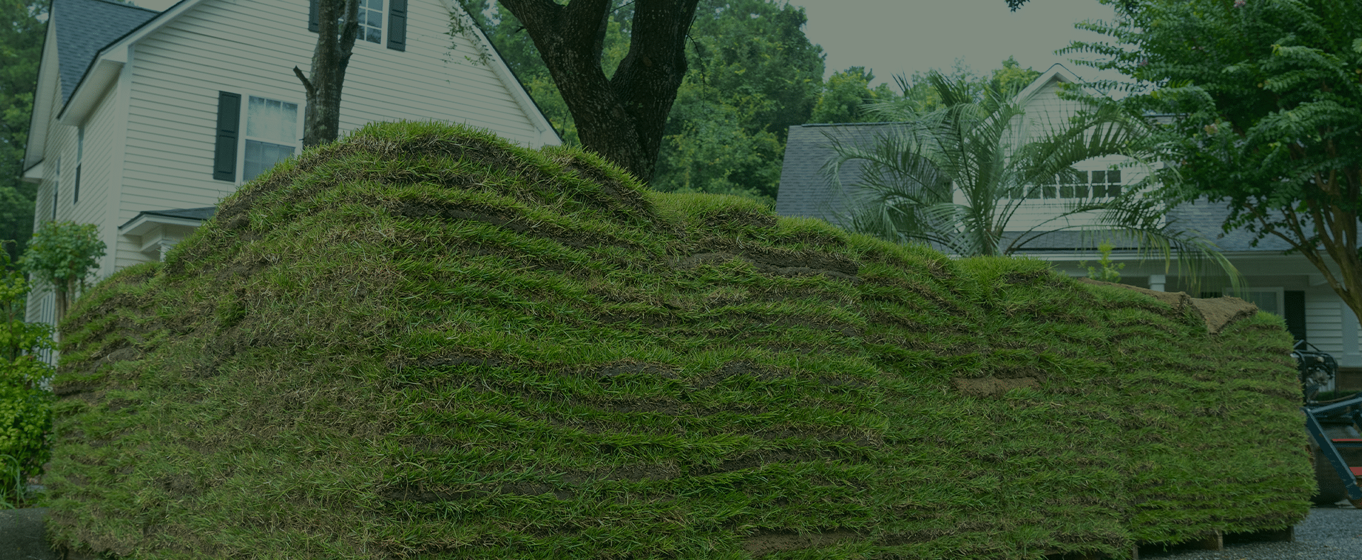 grass for the southeast