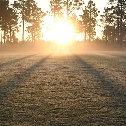 emerald zoysia grass