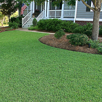 empire zoysia grass