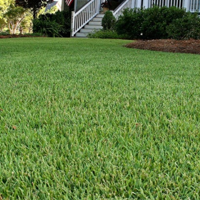 Empire Zoysia Grass - Sodmasters