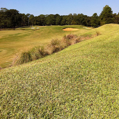 empire zoysia grass