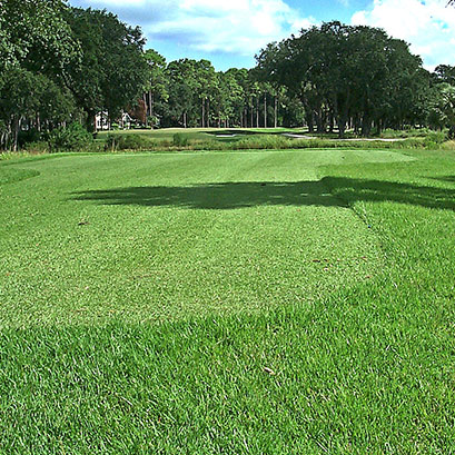 empire zoysia grass