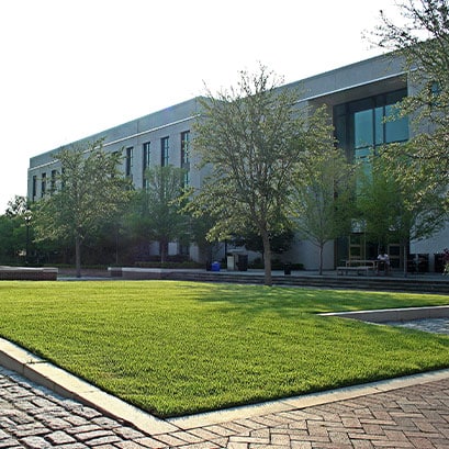 empire zoysia grass