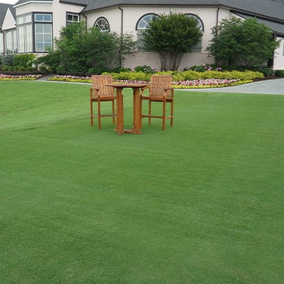 northbridge bermuda grass