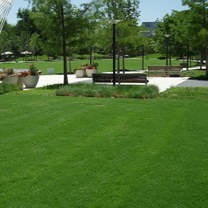 northbridge bermuda grass