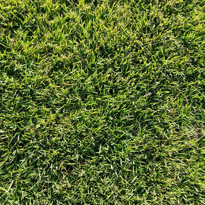 Tifway 419 Bermuda Grass - Sodmasters