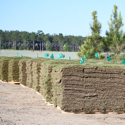 tifway 419 bermuda grass