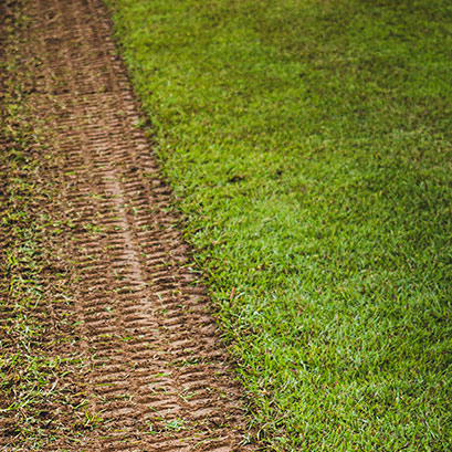 Whitehall centipede sod