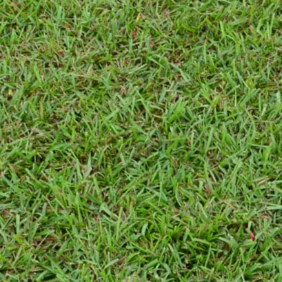 Whitehall centipede sod